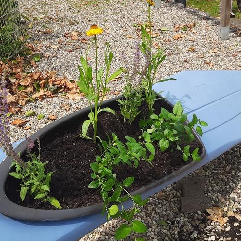 Bl&uuml;hende Pflanzen in einem Kayak als ungew&ouml;hnlichem Blumentopf auf einem Kiesplatz.