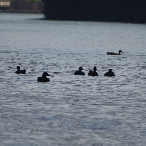 Sechs Enten schwimmen dicht beieinander auf einem ruhigen Gew&auml;sser. Hintergrund zeigt leichte vegetation.