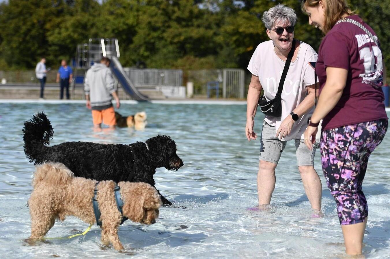 Hundeschwimmen im Freibad Dellwig – Besucherinnen mit ihren Hunden im flachen Becken Zwei lachende Frauen stehen im knietiefen Wasser des Nichtschwimmerbeckens, vor ihnen laufen ein schwarzer und ein hellbrauner Hund durchs Wasser.